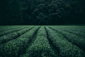 tea, plantation, field-945400.jpg